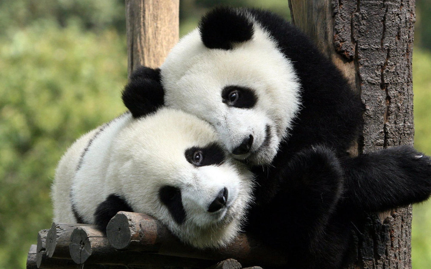 Packed Pandas 🐼
